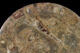 Fossil Orthoceras & Goniatite Round Plate - Stoneware #140048-1